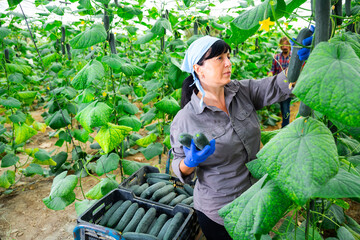 woman and man harvesting crops in greenhouse