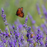 Fototapeta Lawenda - An orange butterfly flying over lavender flowers with a busy bee nearby.