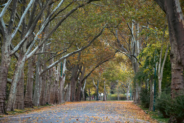 Wall Mural - Autumn in the park in Budapest.