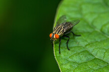 The Housefly (Musca Domestica) Is A Fly Of The Suborder Cyclorrhapha