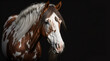 Beautiful pinto horse portrait on black background