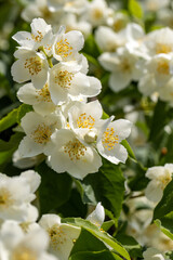 Poster - Beautiful white jasmine blossom flowers in spring time. Background with flowering jasmin bush.