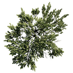 Wall Mural - conifer tree from above, beautiful lush plant, isolated on transparent background 