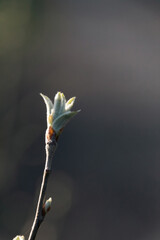 Wall Mural - bud of a flower