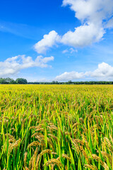 Wall Mural - Mature rice fields on farms