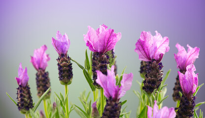 Sticker - Lavender. Blooming Violet fragrant lavender flowers close up. Background of Growing Lavender, harvest. Garden, gardening. Watercolor design. Aromatic flowers 