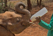 an adorable young orphaned elephant curls its trunk and eagerly drinks its milk bottle fed by the carer's hands at the Sheldrick Wildlife Trust Orphanage, Nairobi Nursery Unit, Kenya