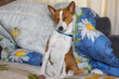 Portrait of mature Basenji dog drowsing. while sitting in human sofa