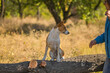 Portrait of wild Basenji dog sitting  on the tree branch and waiting its master