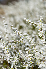 Canvas Print - Full blooming of thunberg's meadowsweet (Spiraea thunbergii) in Japan in March