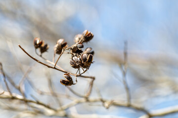 Sticker - Capsule of crape-myrtle  (Lagerstroemia indica) in Japan in March