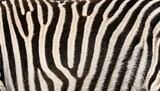 Fototapeta Konie - Zebra Fur Texture - Patterns and Characteristics