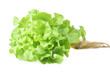 green oak lettuce with root isolated on white background