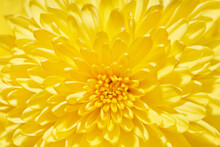 Macro Photography Of Yellow Chrysanthemum Flower Head