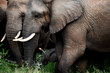 © Greatstock - Close up of elephants huddled together one with a temporal gland secretion