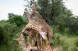 A tower of giraffes with one bending its neck