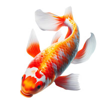Koi Fish On Transparent Png Background. Generative Ai.