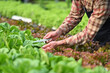 © Prathankarnpap - Cropped image of farmer harvesting, sorting vegetable in industrial organic hydroponic farm. Business agriculture concept