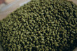 Green ripe hop cones for brewery and bakery background pattern.