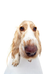 Studio fish-eye image of beautiful dog's muzzle, english cocker spaniel looking at camera against white background. Concept of domestic animal, motion, action, pets love, animal life. Copyspace for ad