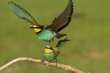 european bee eater (merops apiaster)