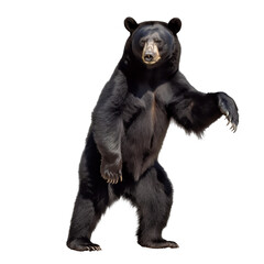 black bear isolate on background