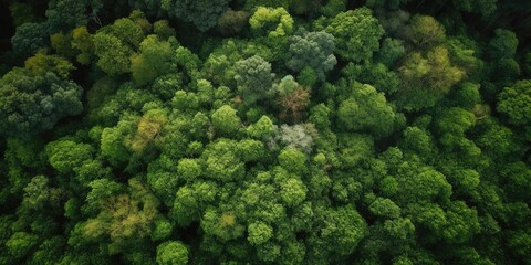 Poster - Beautiful bird's-eye view of the rainforest.Aerial view. Panoramic shot. Generative AI