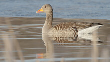 Greylag Or Graylag Goose Wild Bird Swimming In Water In Sun Light, Anser Anser
