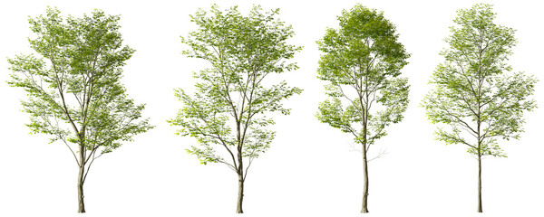 Outside trees landscaped shapes cutout backgrounds 3d render png