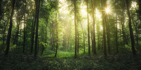 sun rays through the trees in forest