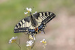 Old World Swallowtail or cammon yellow swallowtail sitting on flower (Papilio machaon)