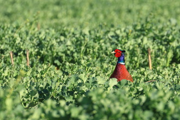 Common pheasant male in green field