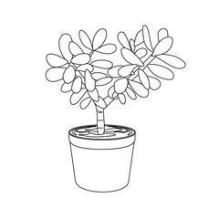 Hand drawn Money Tree house plant in a pot. Jade or Crassula ovata Indoor plant in potted Sketch. Outline room plant, Linear vector illustration