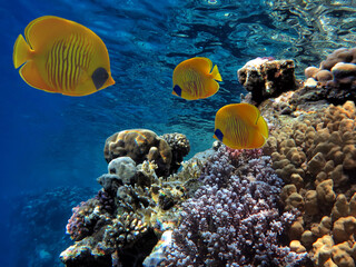 Wall Mural - Coral reef underwater with shoal tropical fish and marine life
