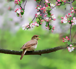 Wall Mural - songbird nightingale sits on a branch of a pink apple tree in spring blooming garden