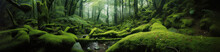 Moss Forest. Deep In A Mossy Misty Forest. Green Carpet Of Moss, A Stream Flowing Beneath. Generative AI.