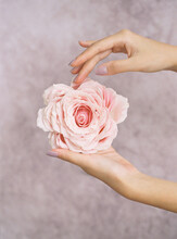 Woman's Hands Holding A Large, Beautiful Pink Bloom
