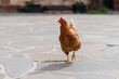 © Austockphoto - chicken on paving