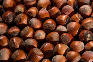 Poster - Hazelnuts on a black background. Natural hazelnuts in shell