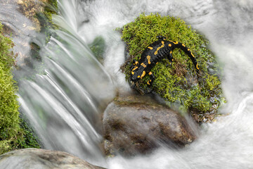 Poster - Aerial view of waterfalls with fire salamander (Salamandra salamandra)