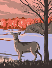 WPA Poster Art Of White Tailed Deer At Rouge National Urban Park Centred Around The Rouge River And Its Tributaries In Greater Toronto Area In Ontario, Canada In Works Project Administration.