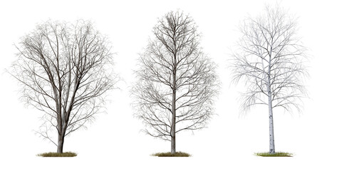 Poster - death tree collection PNG transparent tree, 3d illustration rendering