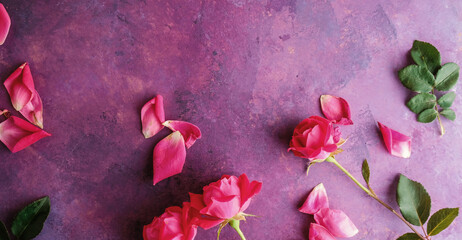 Wall Mural - Pink rose petals on purple background with copy space for mothers day holiday.