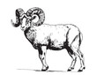 © BigJoy - Animal ram hand drawn sketch illustration Farm animals