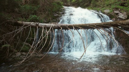 Wall Mural - Stream in the thicket of forest with spruce, trees and rocky slopes