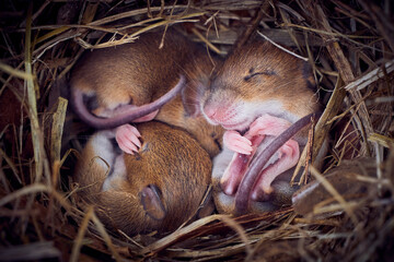 Wall Mural - Baby mice sleeping in nest in funny position (Mus musculus)