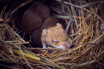 Baby mice sleeping in nest in funny position (Mus musculus)