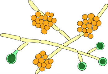 Sticker - Candida albicans yeasts, the causative agent of candidiasis