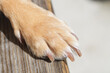 © Robert - Close-up of light brown colored dog paw with trimmed nails on a wooden bench. Pets, nail trimming and grooming.