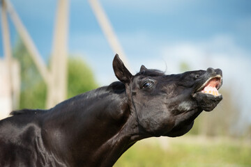 Canvas Print - portrait of black stallion sniffing at pasture. close up